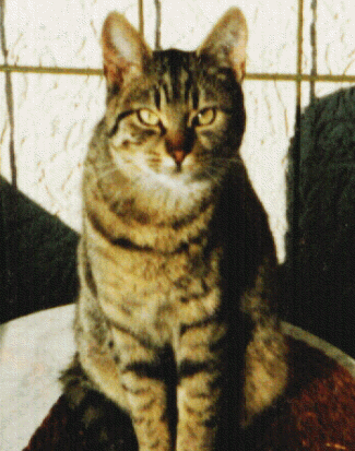 Tiga 1996