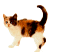GIF-Animationen -Katzen-